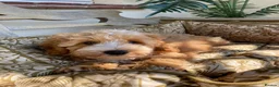 Cavapoochon dogs for sale: Gorgeous F1b Cavapoochon puppies - Advert 24