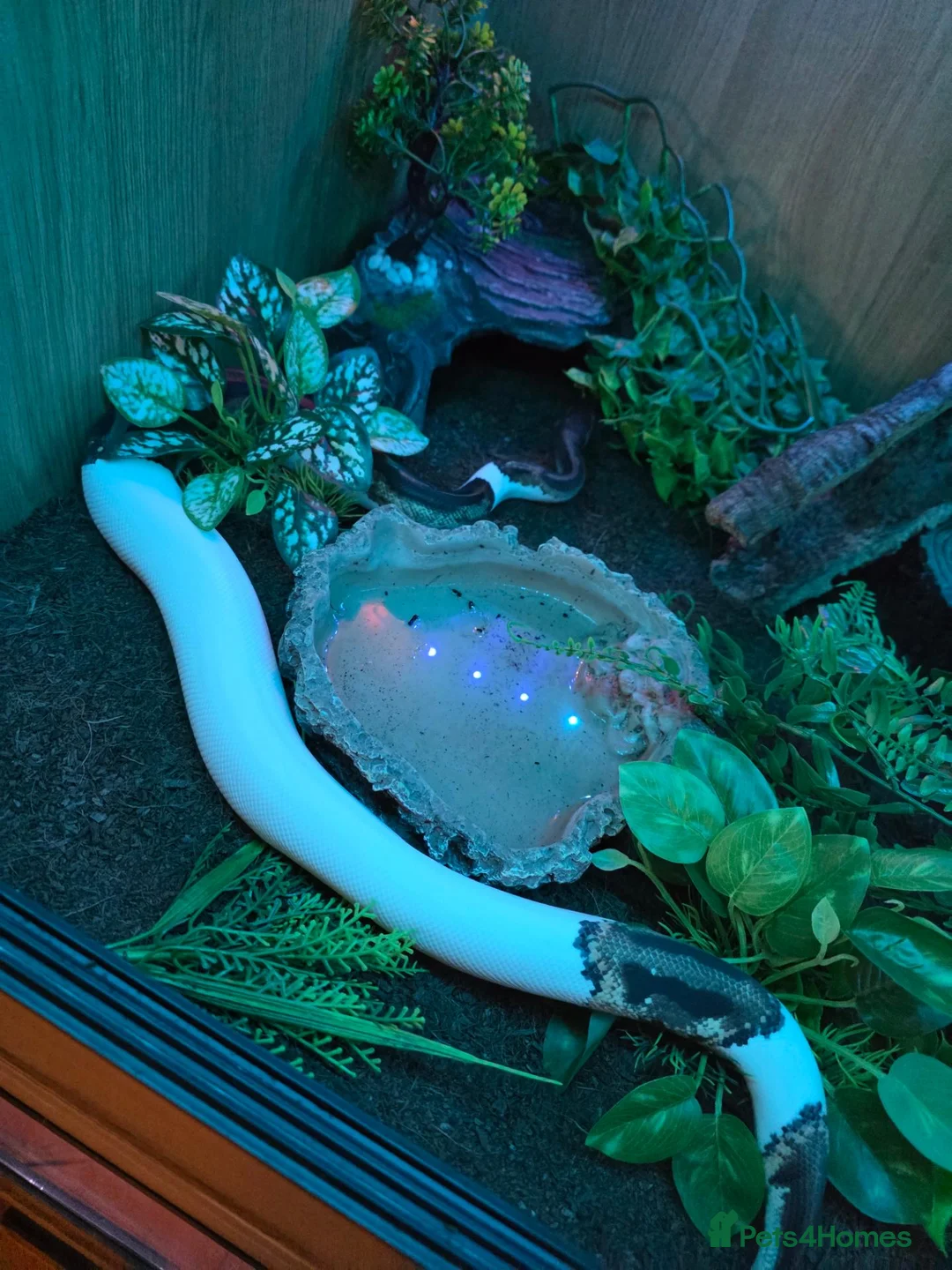 Python Snake reptiles for sale: Two ball pythons  - Advert 4