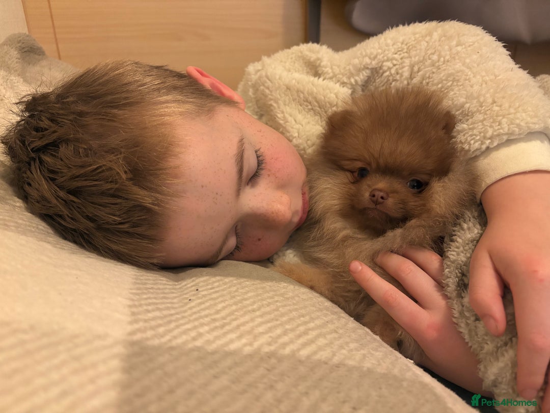 Pomeranian dogs for sale: Chocolate sable pomeranian - Advert 10