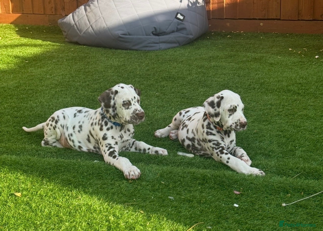 Dalmatian dogs READY NOW just 3 boys remaining  - Advert 1