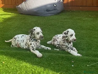 Dalmatian dogs READY NOW just 3 boys remaining - Advert 1