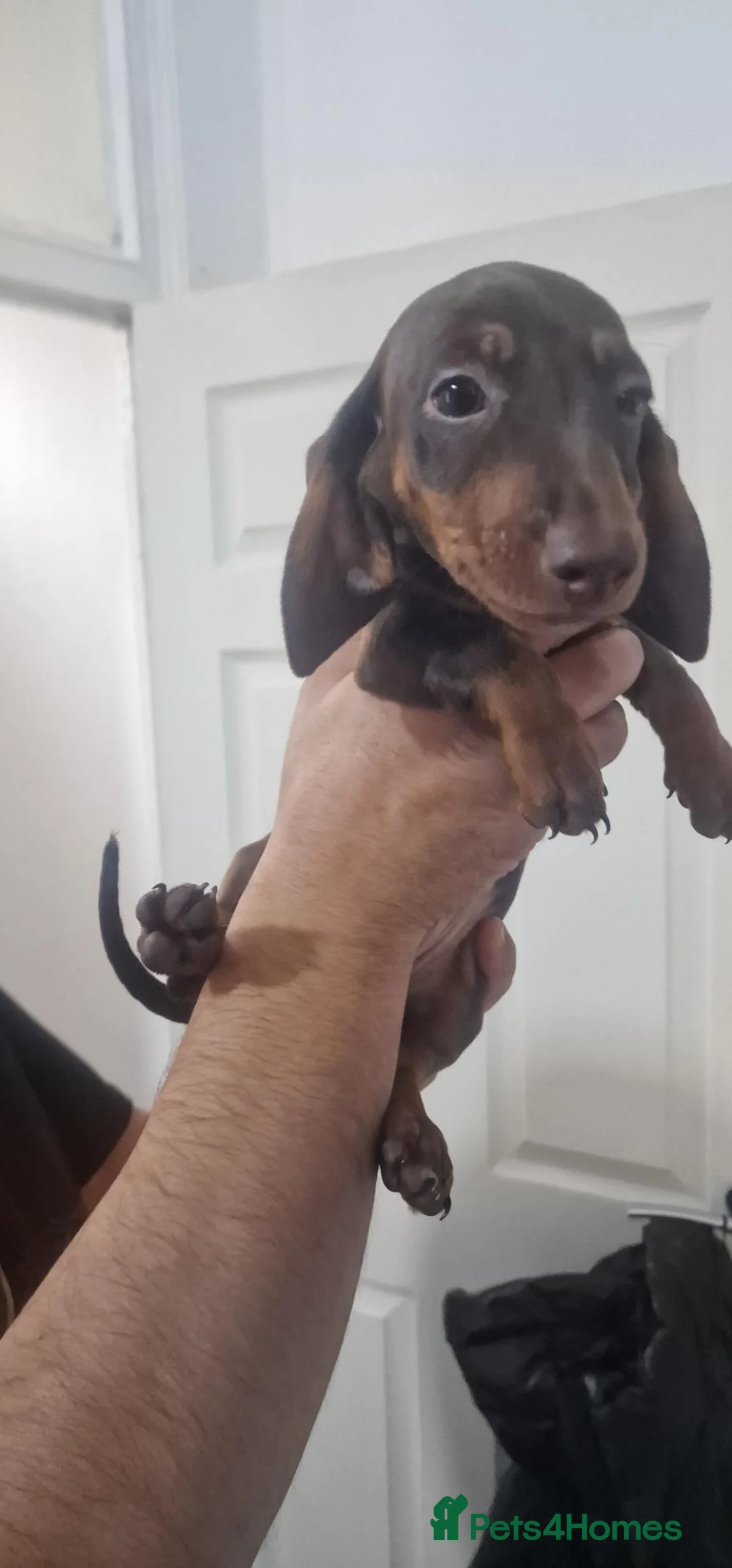 Miniature Dachshund dogs for sale: Miniature Dachshund - Advert 1