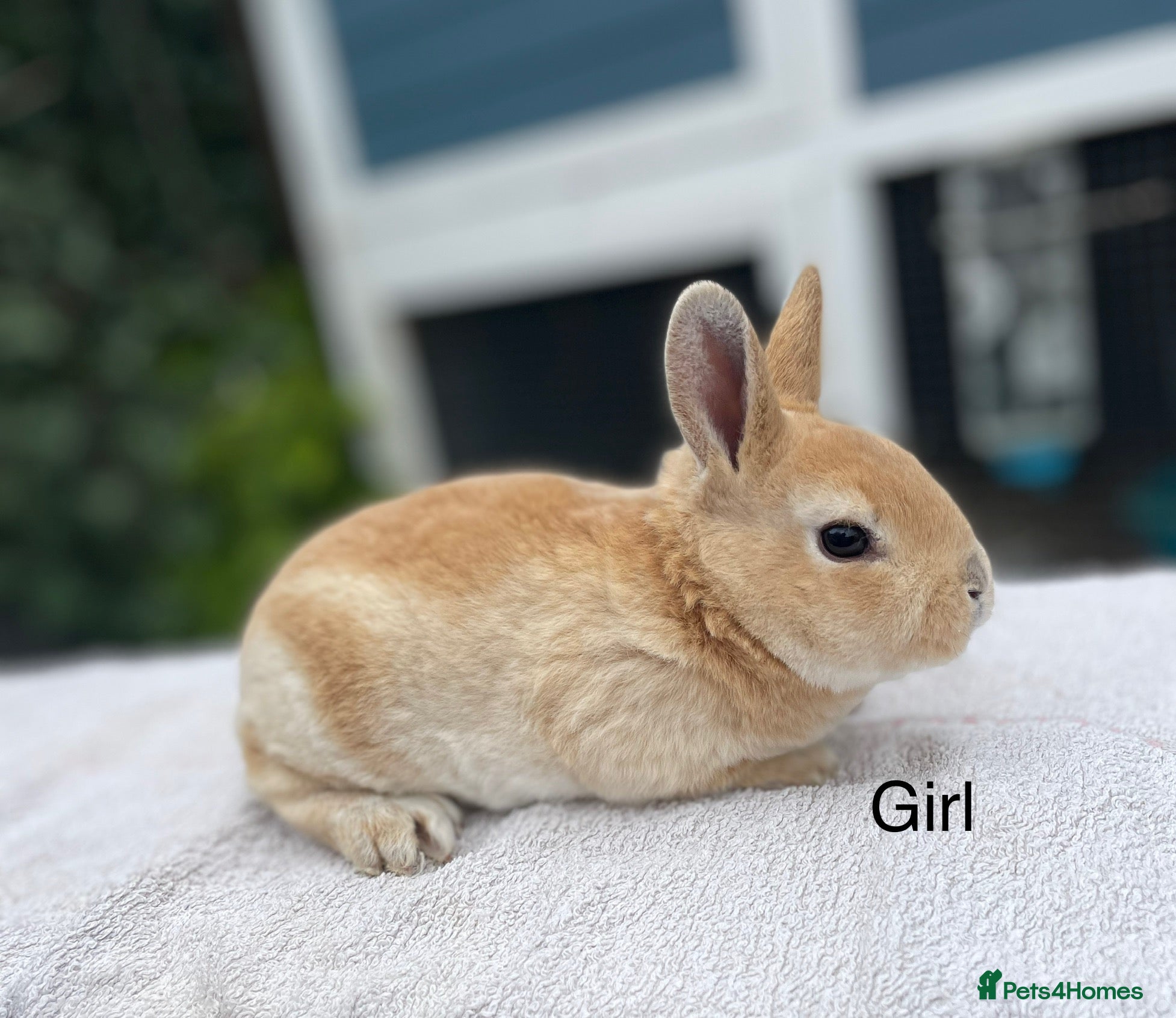 Rex rabbits 1 male 1 female mini Rex left💖💙 - Advert 7