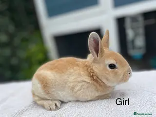 Rex rabbits 1 male 1 female mini Rex left💖💙 - Advert 7