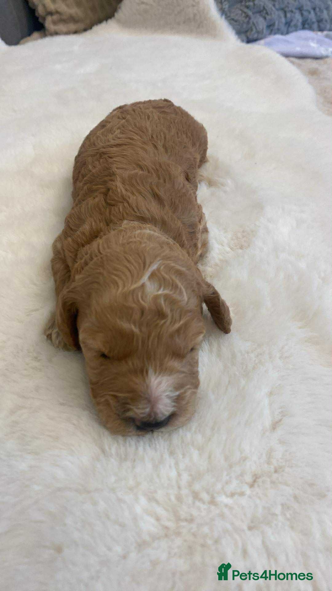 Cockapoo dogs for sale: 🐾 Adorable Cockapoo Boy Puppy  🐾 - Image 2