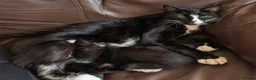 British Shorthair cats for sale: British Shorthair kittens for sale. - Advert 3