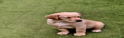 Goldador dogs for sale: Goldador puppies - Advert 27