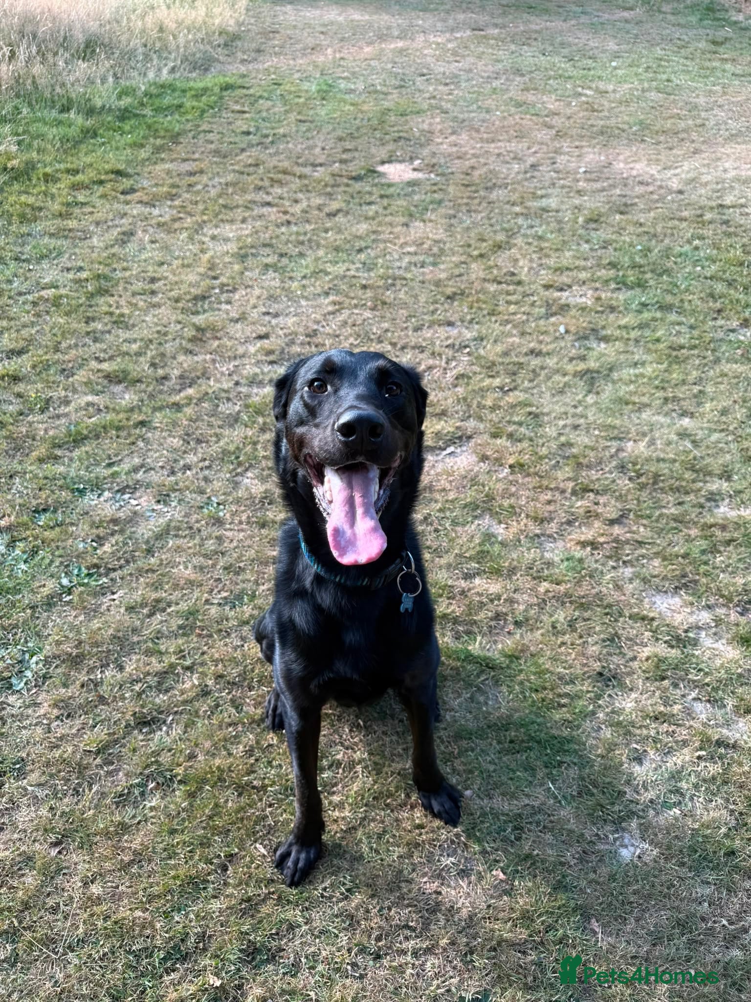 Sheprador dogs labrador x German shepherd  - Advert 15