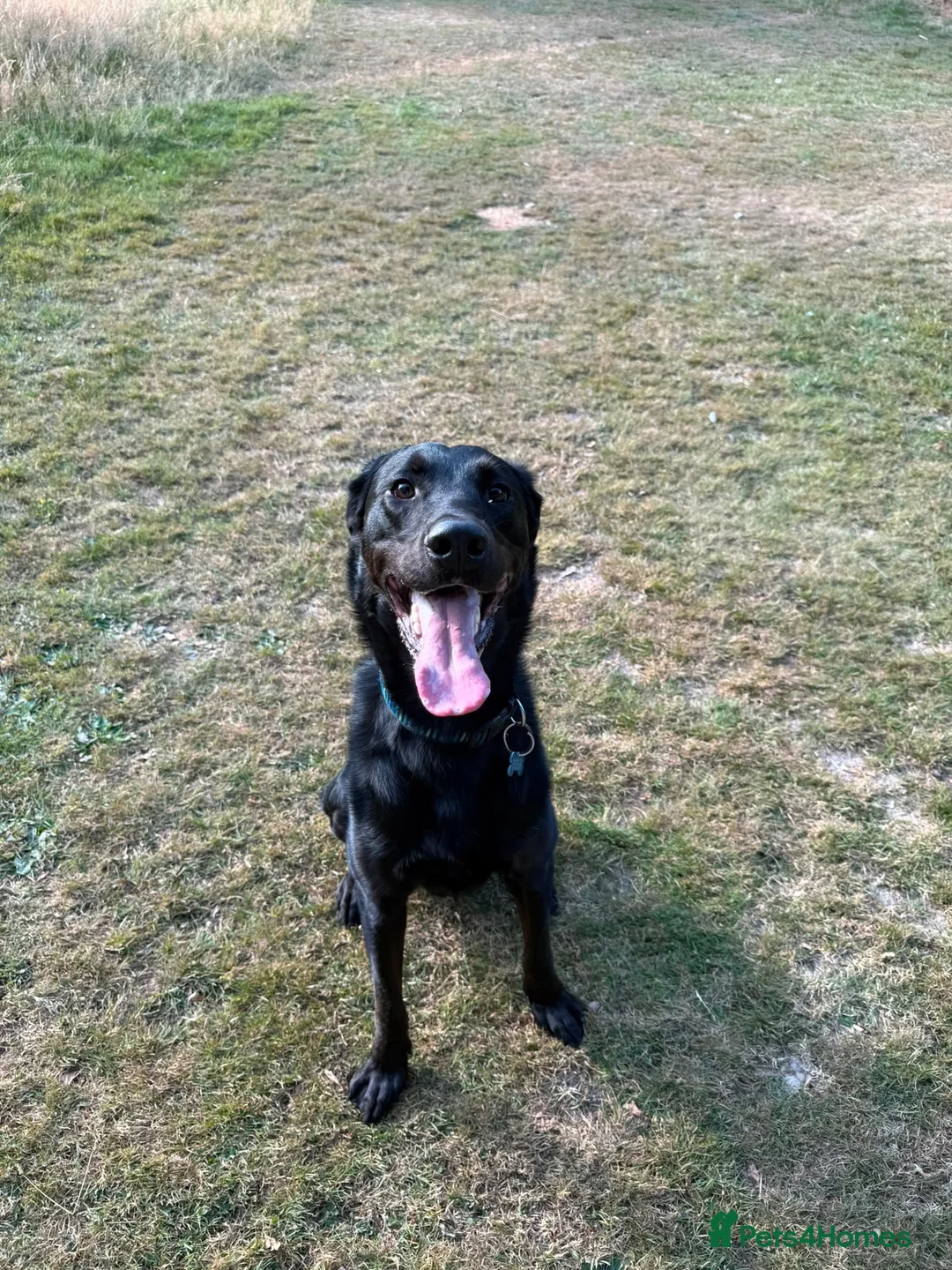Sheprador dogs for sale: labrador x German shepherd  in Crawley - Advert 1