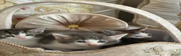 Mixed Breed cats for sale: Mixed breed kittens  in Dagenham - Advert 6