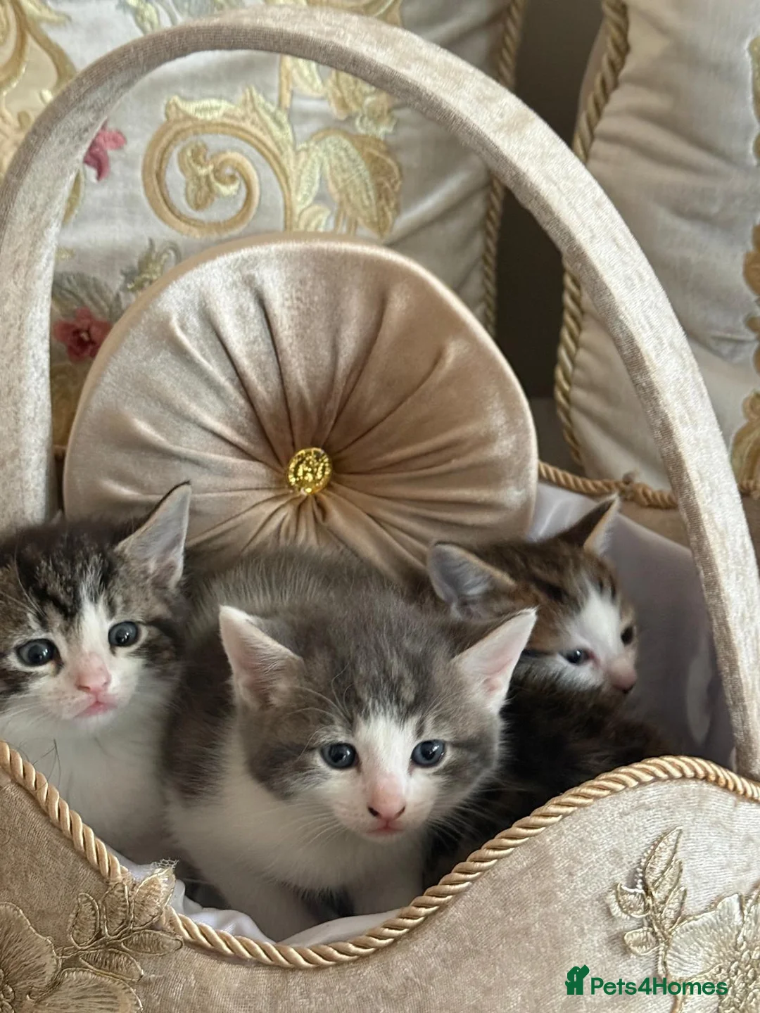 Mixed Breed cats for sale: Mixed breed kittens  in Dagenham - Advert 6