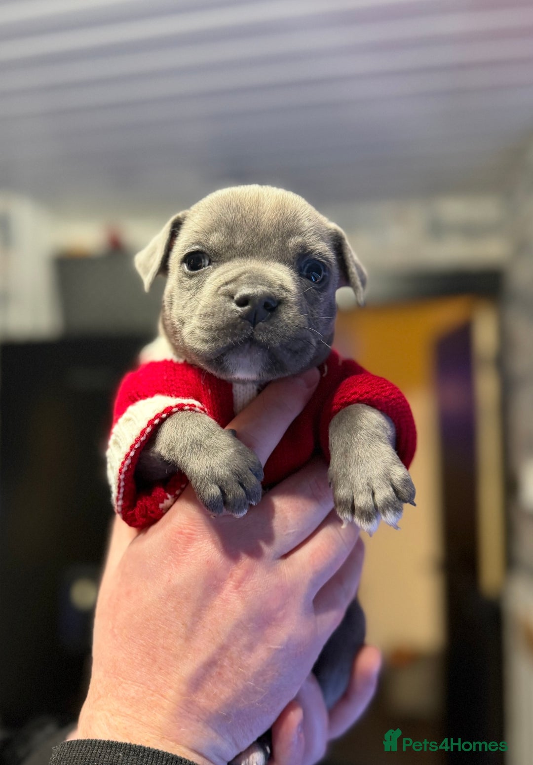 Staffordshire Bull Terrier dogs for sale: Blue Staffordshire Bull Terrier Champion Pup - Advert 5