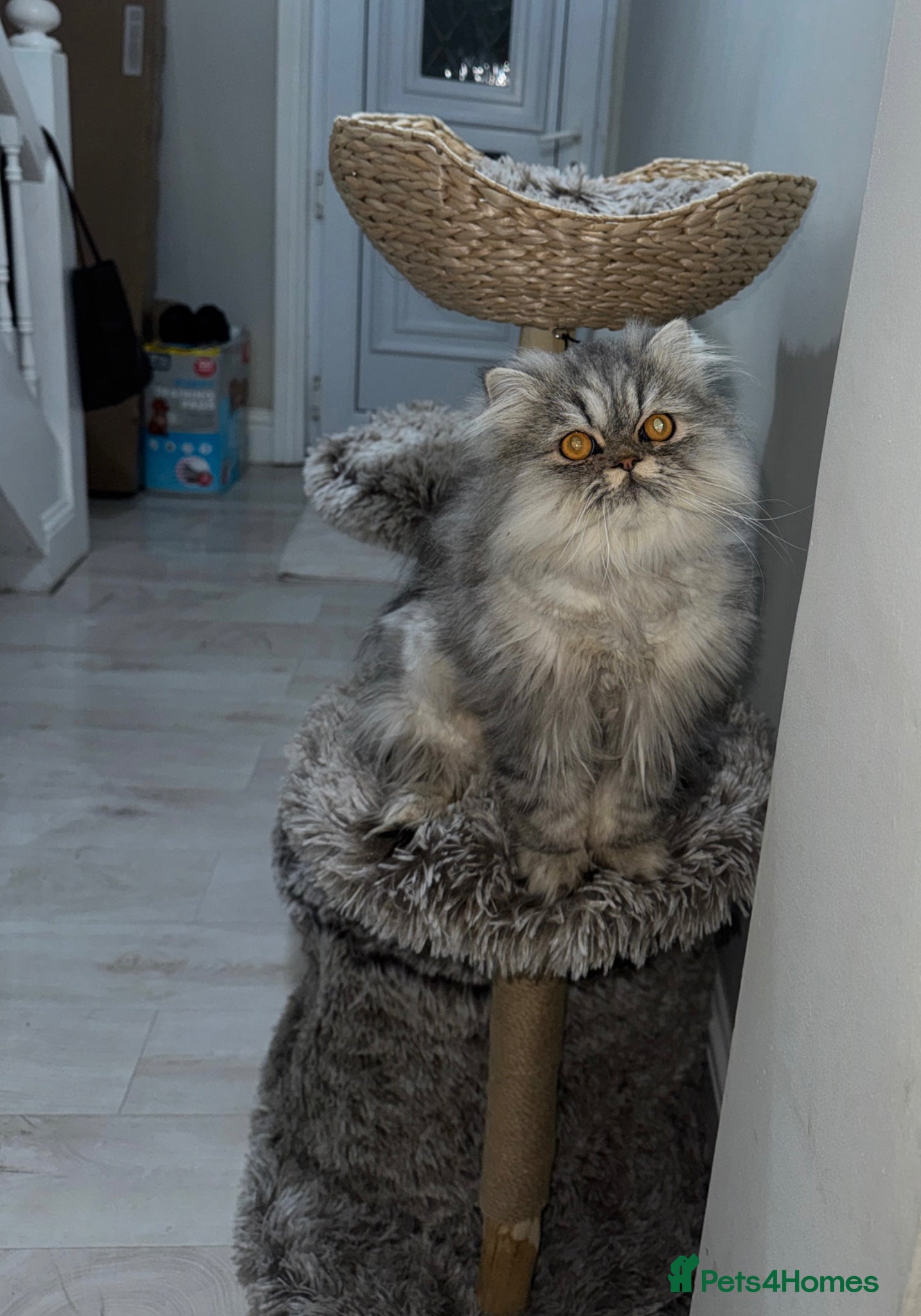 Persian cats for sale: Male silver doll face persian 11 months - Advert 1