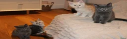 British Shorthair cats for sale: Pure British short hairs - Advert 6