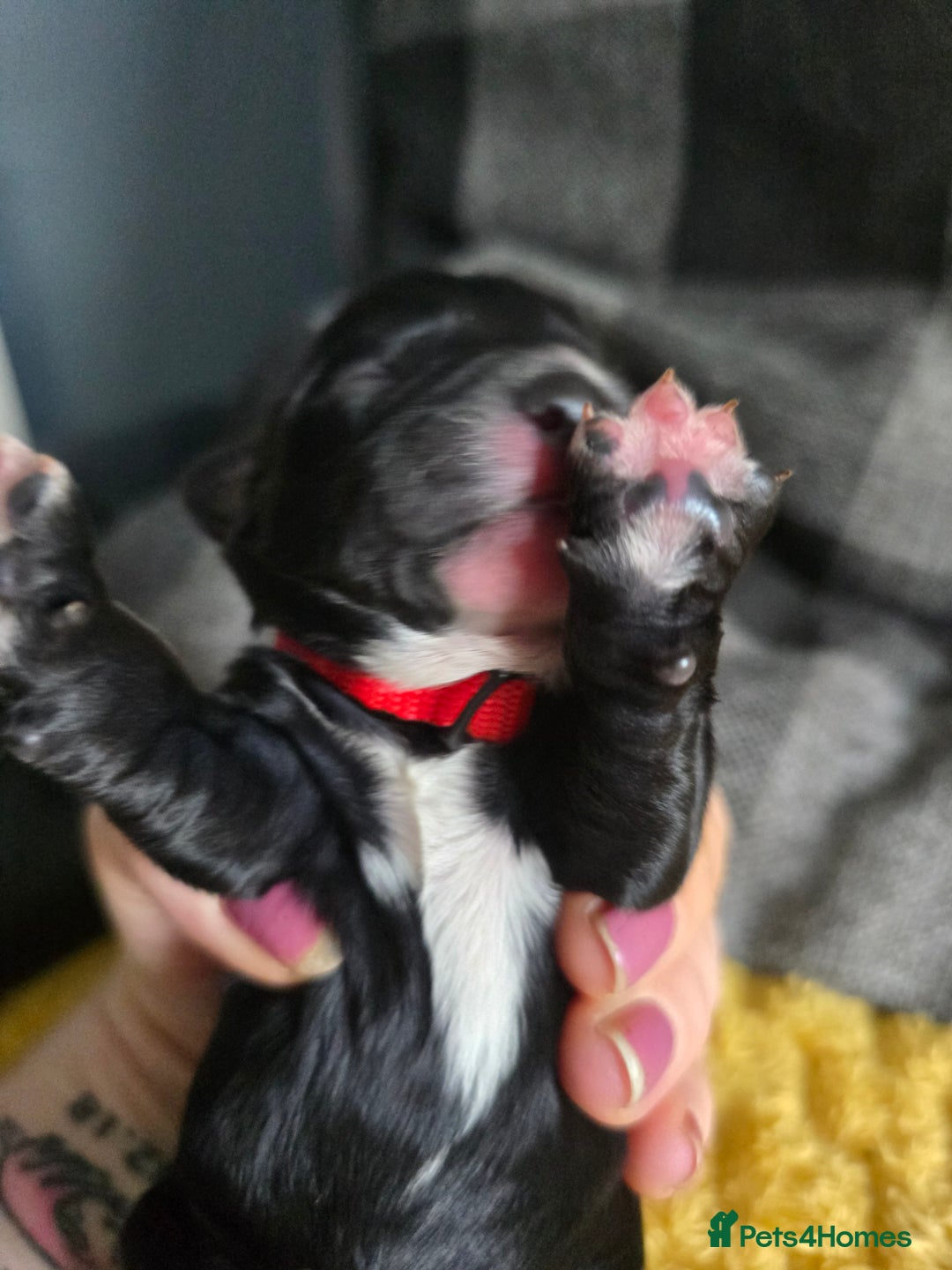 Sproodle dogs for sale: Beautiful F1 sproodle pups  - Image 8
