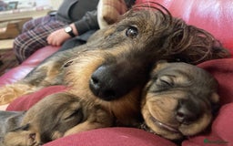 Dachshund dogs for sale: Gorgeous Wirehair Dachsund Pups - Image 6