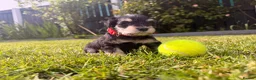 Miniature Schnauzer dogs for sale: Beautiful Black And Silver Mini Schnauzer Puppies - Advert 1