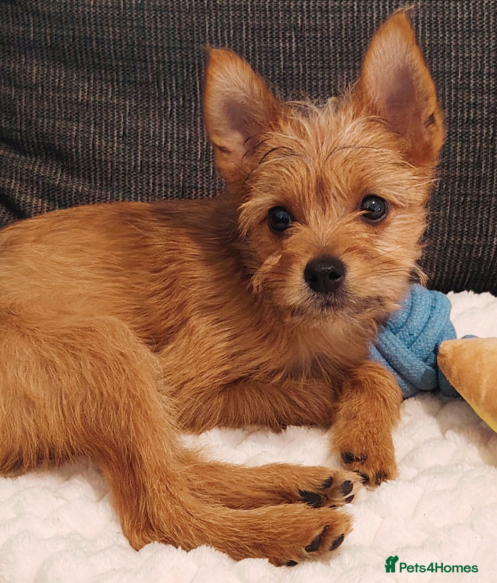 Mixed Breed dogs for sale: Terrier mix with Pomeranian puppy - Advert 2