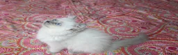 Ragdoll cats for sale: Last girl  - Advert 2