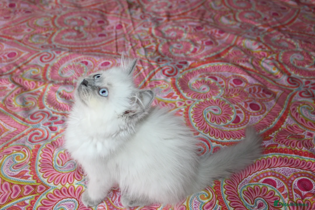 Ragdoll cats for sale: Last girl  - Advert 2