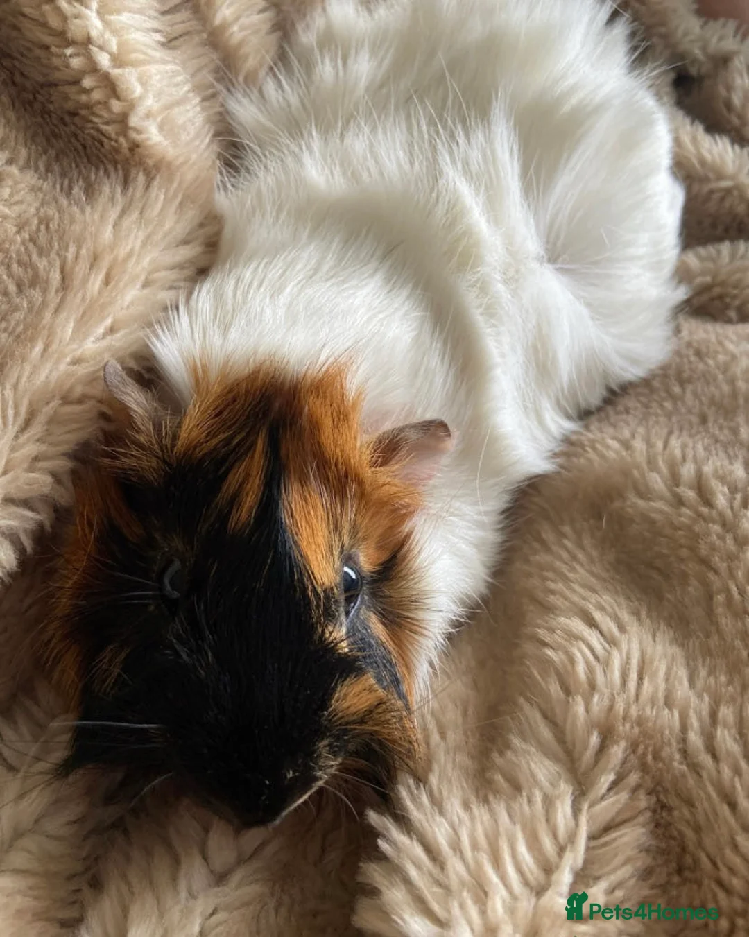 Guinea Pig rodents for sale: male guinea pigs  - Advert 7