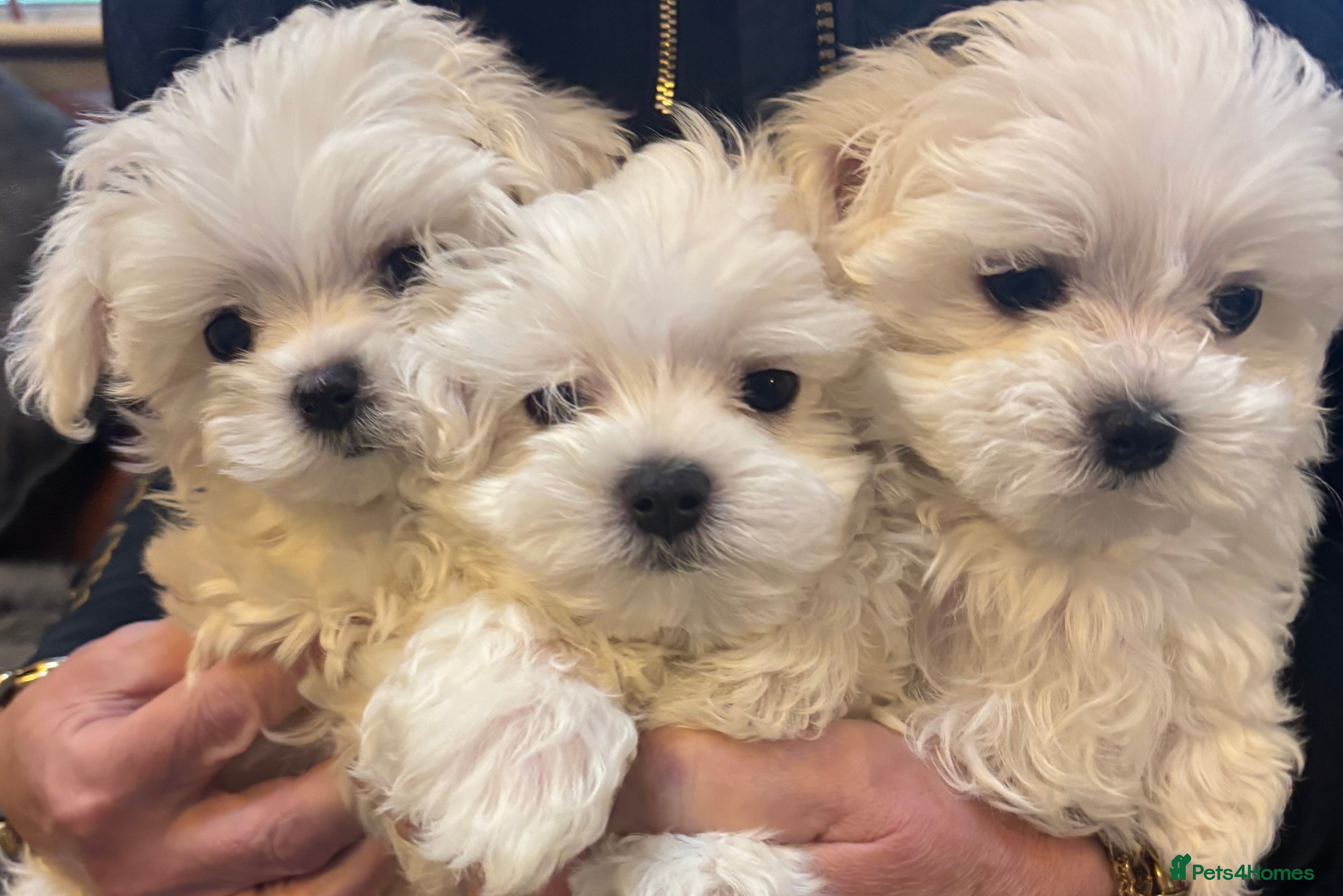 Maltese dogs Maltese puppies Kc registered ready now !! - Advert 6