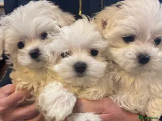 Maltese dogs Maltese puppies Kc registered ready now !! - Advert 6