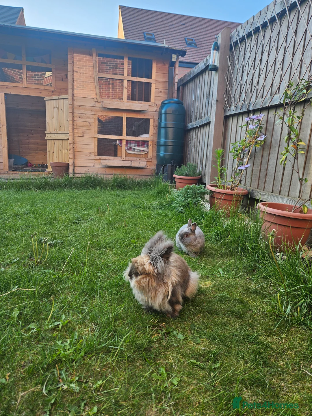 Lionhead rabbits for sale: 2 female spayed rabbits - Advert 2