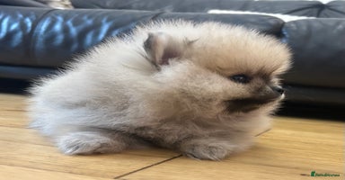 Pomeranian dogs Absolutely stunning true to type mini Pomeranian  - Advert 7