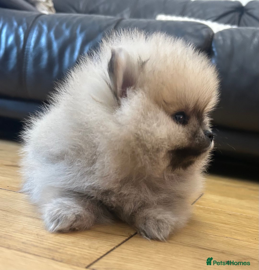 Pomeranian dogs for sale: Absolutely stunning true to type mini Pomeranian  - Advert 2