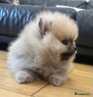Pomeranian dogs Absolutely stunning true to type mini Pomeranian - Advert 4