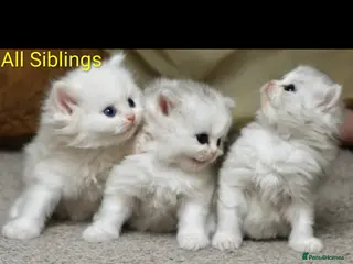 Persian cats 🌟 Stunning Registered Persian Kittens 🌟 - Advert 6