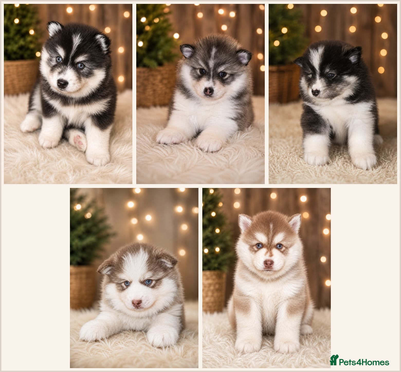Pomsky dogs Ready 3rd June Pomsky puppies  - Advert 8
