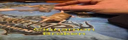 Mouse rodents for sale: 10 Cute Female Baby Fancy Mice - Advert 7