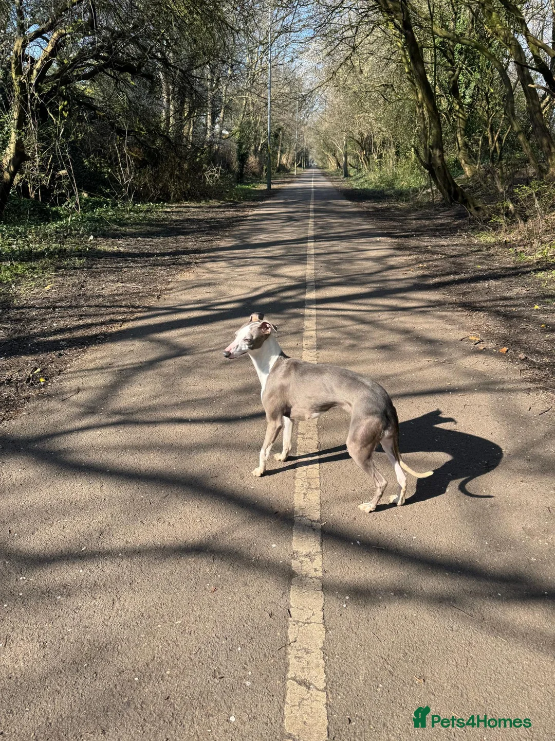 Whippet dogs for sale: KC Reg Adult Whippet Bitch - Advert 4