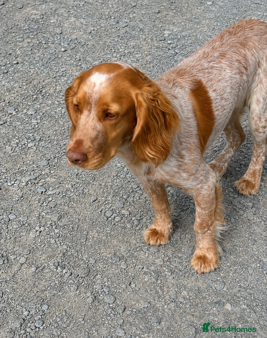 Cocker Spaniel dogs Cocker Spaniel Boy  - Advert 2