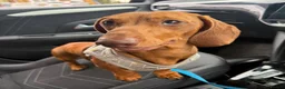 Miniature Dachshund dogs for stud: Miniature red/tan dapple Stud for FREE  - Advert 2
