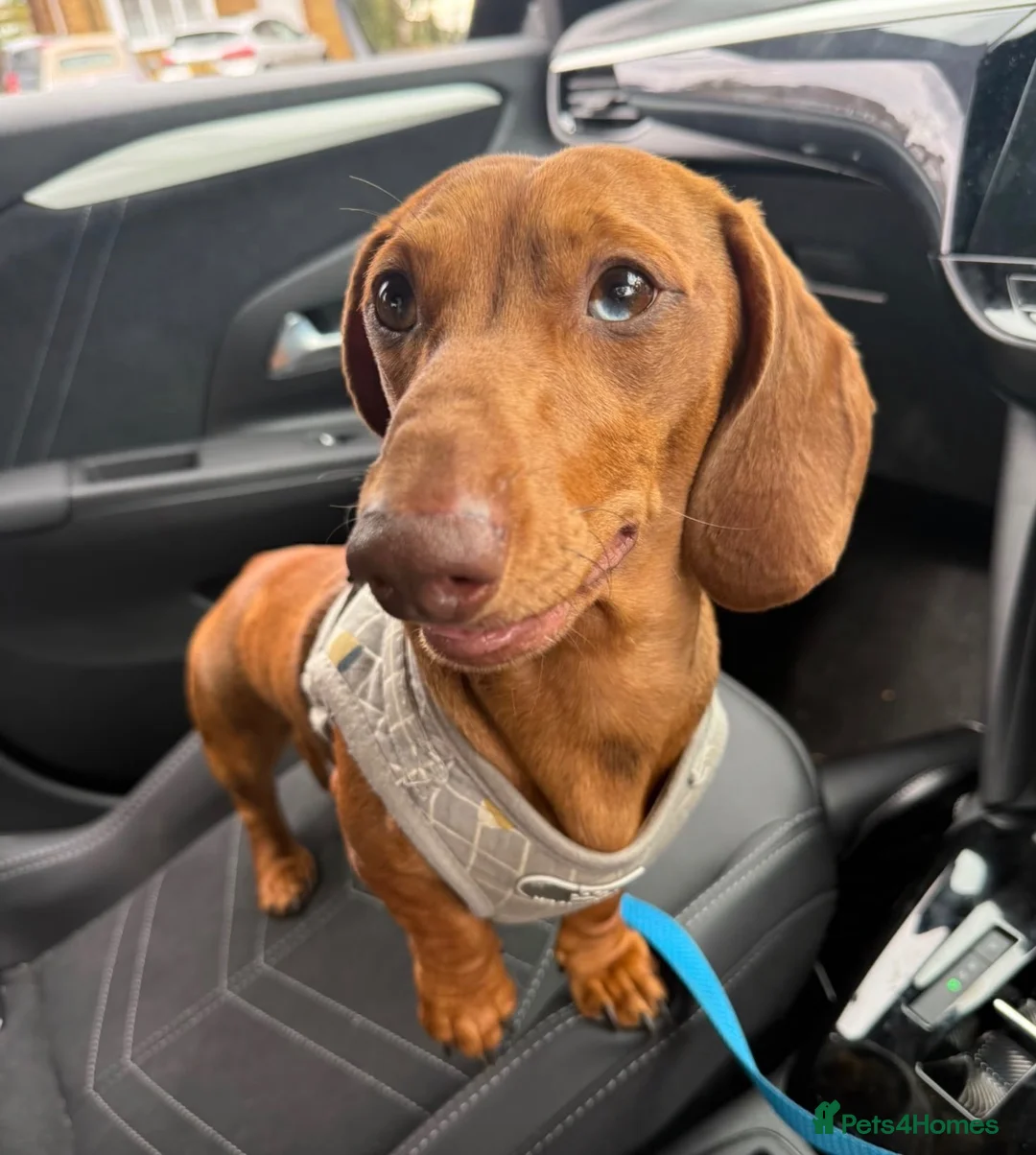 Miniature Dachshund dogs for stud: Miniature red/tan dapple Stud for FREE  - Advert 2