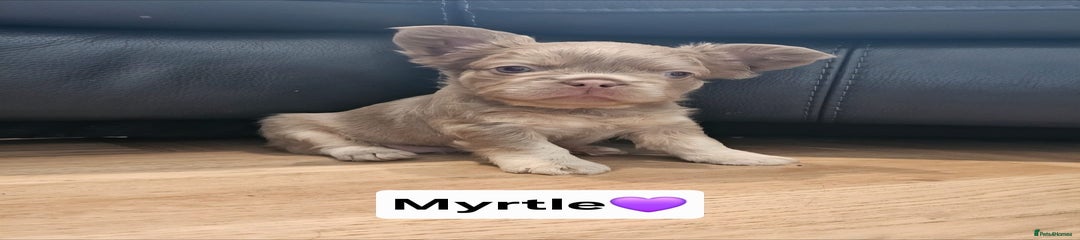 French Bulldog Puppy 5