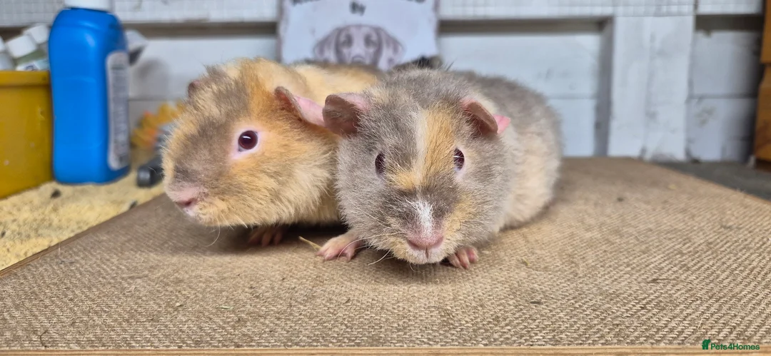 Guinea Pig rodents for sale: Baby teddy guinea pigs - Advert 3