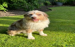 Australian Labradoodle dogs for sale: Merlin neutered boy for sale  - Image 2