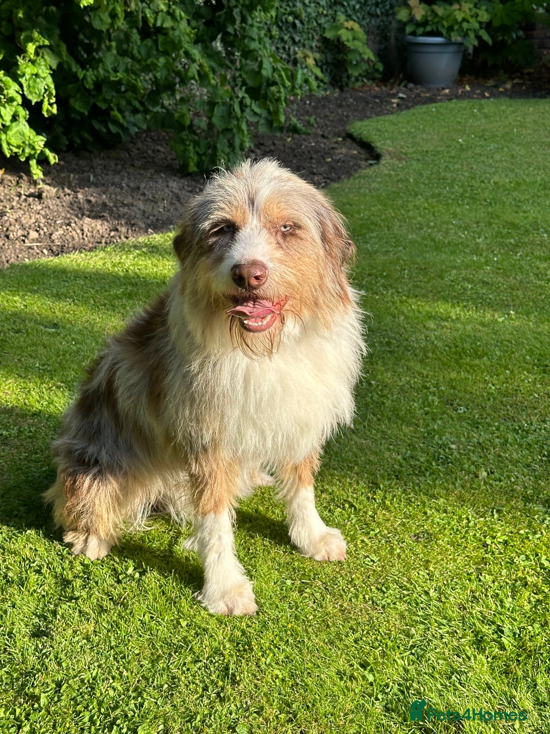 Australian Labradoodle dogs for sale: Merlin neutered boy for sale  - Image 2