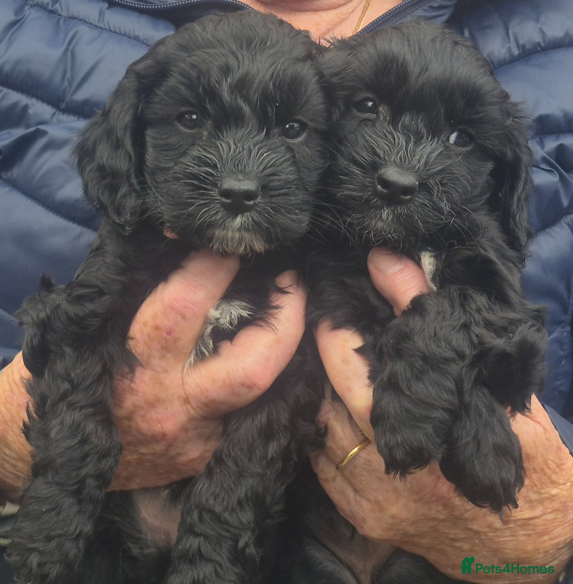 Cockapoo dogs Beautiful litter of 9 cockapoos - Advert 11