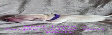 Luna - Purple Collar