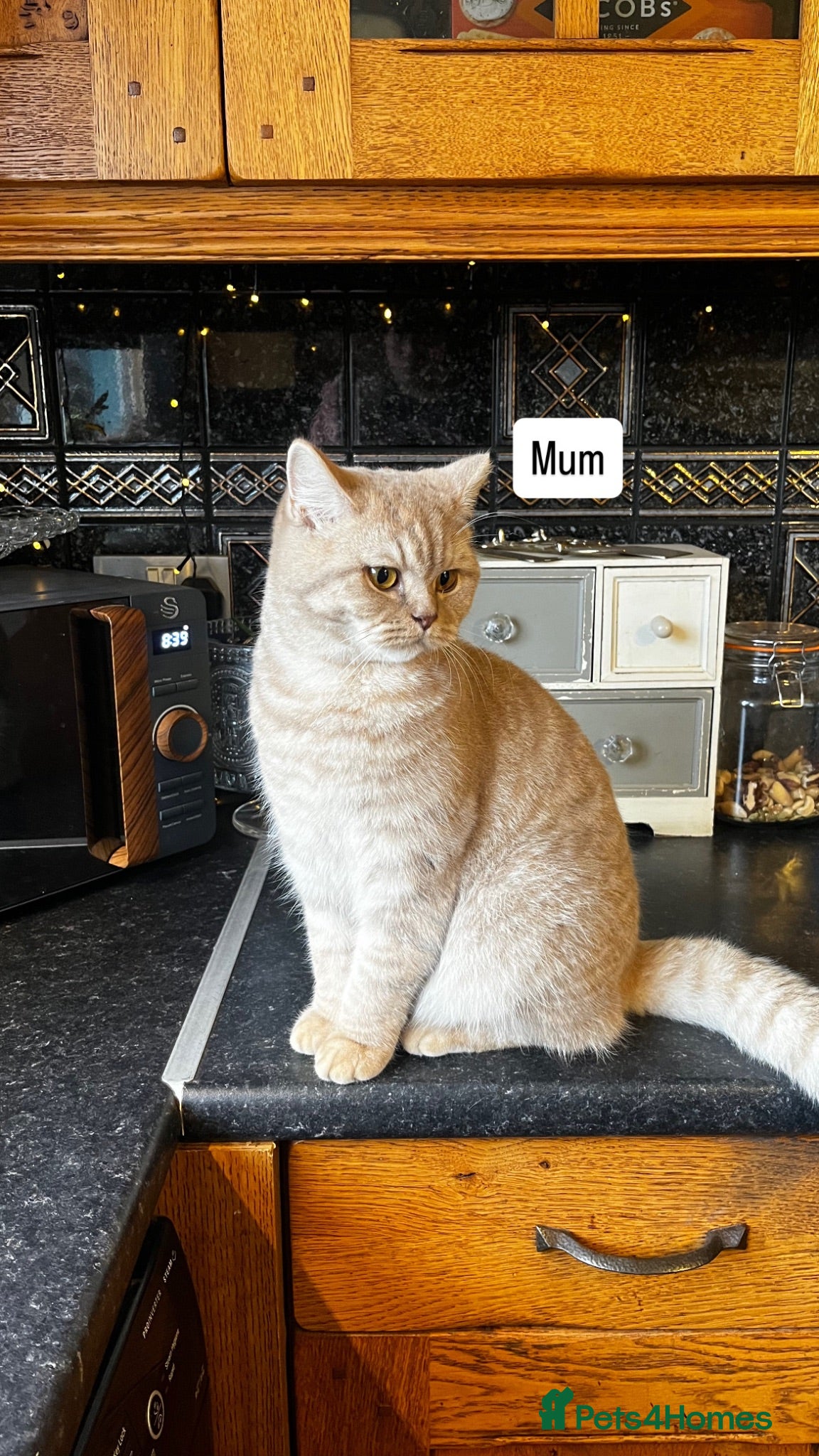 Scottish Fold cats ✨ Beautiful TICA babies Fold & Straight ✨  - Advert 2