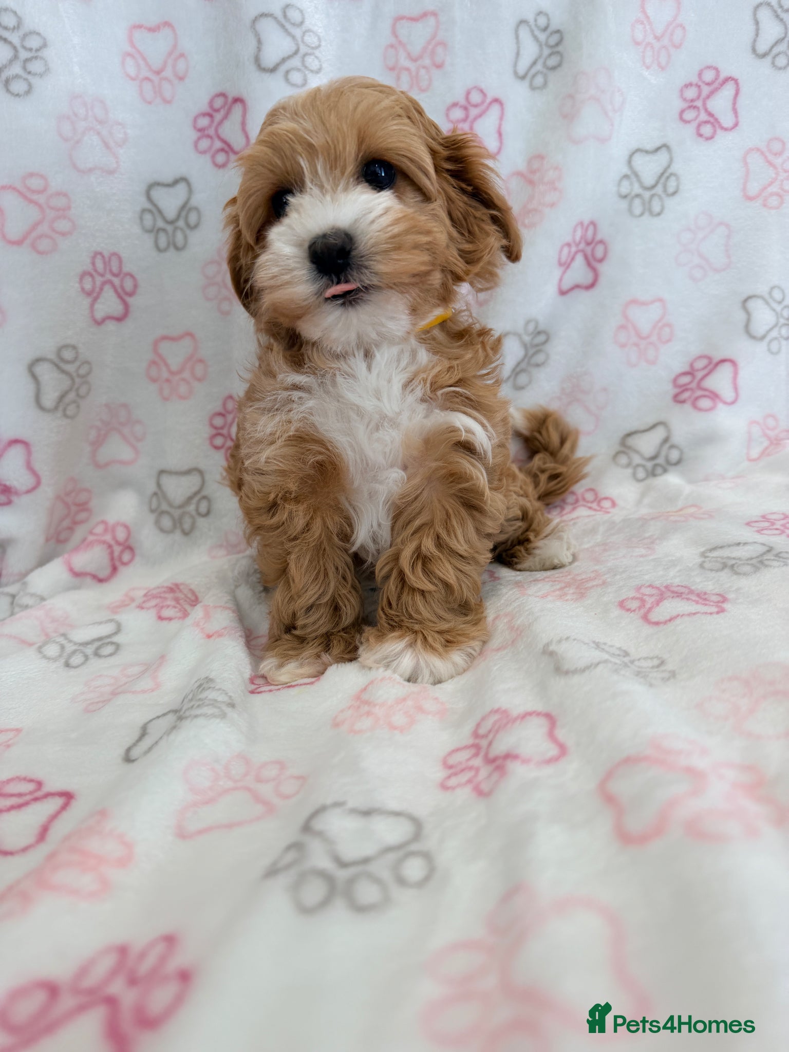 Maltipoo dogs Beautiful F1 Health Tested Maltipoo babies 💙🐾💖 - Advert 2