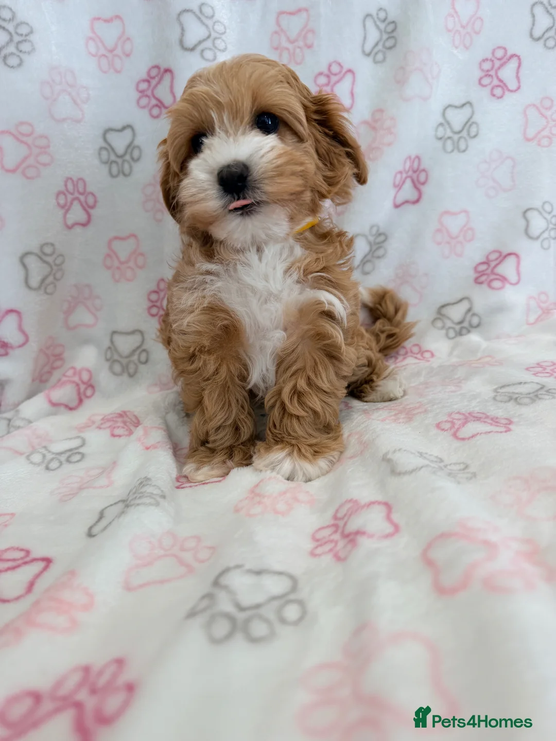 Maltipoo dogs for sale: Beautiful F1 Health Tested Maltipoo babies 💙🐾💖 - Advert 2