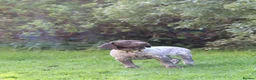 German Shorthaired Pointer dogs for sale: Last two remaining... in York - Advert 4
