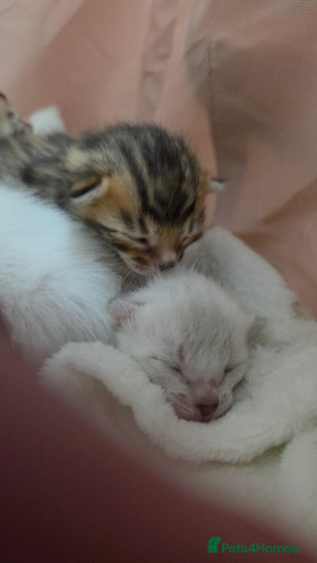 Bengal cats Exquisite Pedigree Bengal Kittens  - Advert 15