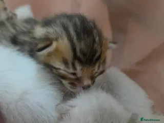 Bengal cats Home-raised TICA pedigree Bengal kittens - Advert 2